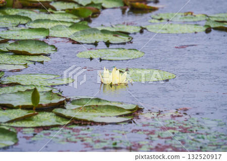 A pond in the summer rain: lotus flowers and leaves wet with water droplets 85 A pond in the summer rain: lotus flowers and leaves wet with water droplets 85 132520917