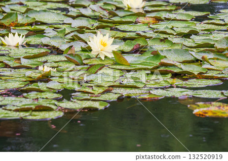A pond in the summer rain: lotus flowers and leaves wet with water droplets 87 A pond in the summer rain: lotus flowers and leaves wet with water droplets 87 132520919