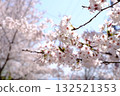 Blue sky and cherry blossoms 132521353