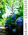 May hydrangea hydrangea 132521619