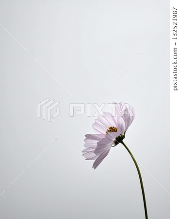 Copy space, simple flower in a vase placed in the corner of the screen Copy space, simple flower in a vase placed in the corner of the screen 132521987