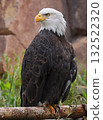 Bald Eagle perched on a tree trunk in Yellowstone National Park, USA 132522320