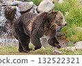 Grizzly bear running in Yellowstone National Park, USA 132522321