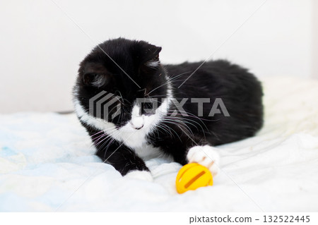 Playful Black and White Cat with Yellow Toy on Soft Blanket Playful Black and White Cat with Yellow Toy on Soft Blanket 132522445