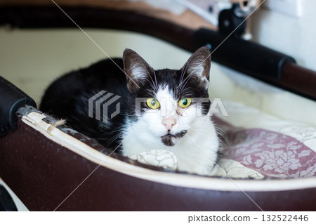 Charming Black and White Cat Relaxing Comfortably Inside Pet Bed 132522446
