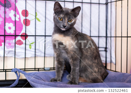 An Adorable Shelter Cat Found in a Cozy Cage Waiting for You An Adorable Shelter Cat Found in a Cozy Cage Waiting for You 132522461