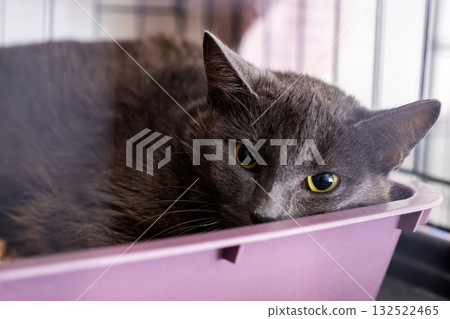 A Gray Cat is peacefully relaxing inside a cozy container A Gray Cat is peacefully relaxing inside a cozy container 132522465