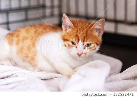 Adorable Orange and White Kitten Relaxing on Soft Blankets Adorable Orange and White Kitten Relaxing on Soft Blankets 132522471