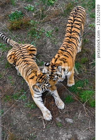 Two Amur tigers touching heads in Primorsky Krai, Russia. Wild big cats showing gentle interaction in natural habitat. Two Amur tigers touching heads in Primorsky Krai, Russia. Wild big cats showing gentle interaction in natural habitat. 132522689