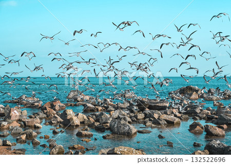 A flock of seagulls flying above rocky shore by the Japanese Sea in Vladivostok, Primorsky Krai, on a clear blue day with calm ocean water and bright sky. A flock of seagulls flying above rocky shore by the Japanese Sea in Vladivostok, Primorsky Krai, on a clear blue day with calm ocean water and bright sky. 132522696