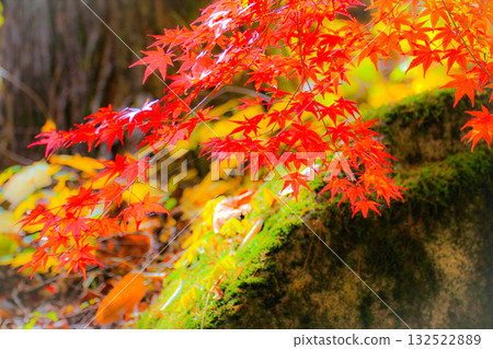駒根高原的綠色苔蘚和鮮紅的秋葉 駒根高原的綠色苔蘚和鮮紅的秋葉 132522889