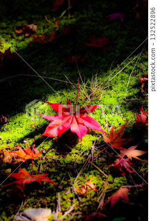 Autumn leaves falling on a carpet of moss, Komagane Plateau 132522896