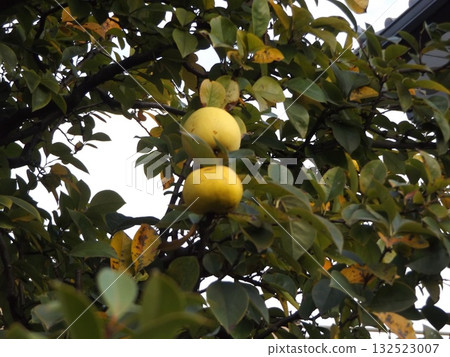 Quince fruit ready for harvest Quince fruit ready for harvest 132523007
