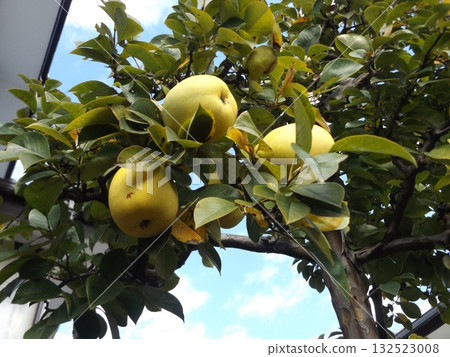 Quince fruit ready for harvest Quince fruit ready for harvest 132523008