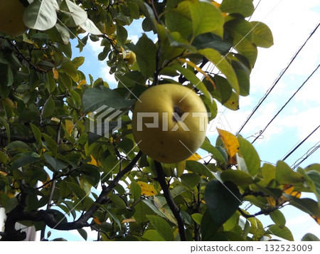 Quince fruit ready for harvest Quince fruit ready for harvest 132523009