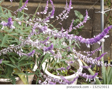 盛開的銀葉鼠尾草 132523011