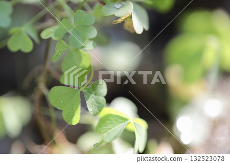 Heart-shaped Mitsuba in the garden after the rain 132523078