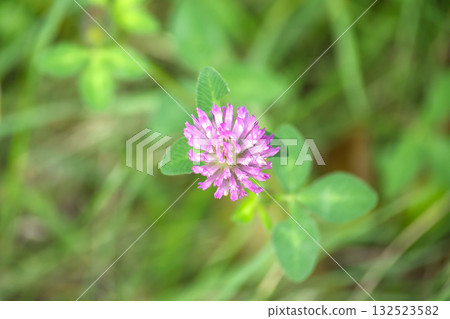 Vibrant clover blossom in a field of green Vibrant clover blossom in a field of green 132523582