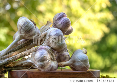 Freshly harvested garlic bulbs resting on a wooden plate in a garden 132523583