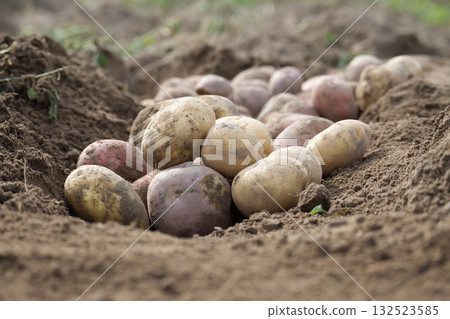 Freshly Harvested Potatoes Uncovered in Soil of a Rural Farm Field Freshly Harvested Potatoes Uncovered in Soil of a Rural Farm Field 132523585