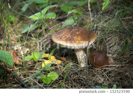 A detailed shot of a birch bolete mushroom growing in its natural environment. A detailed shot of a birch bolete mushroom growing in its natural environment. 132523590