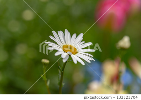 Daisy Daisy 132523704
