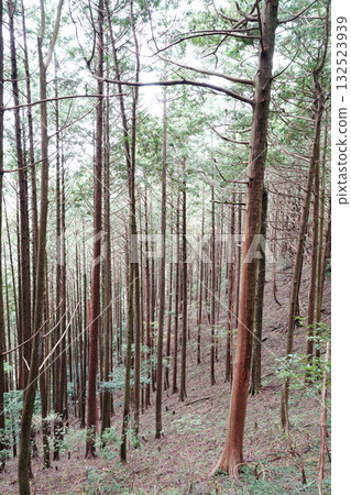 The grove in the grounds of Enryakuji Temple on Mount Hiei 132523939