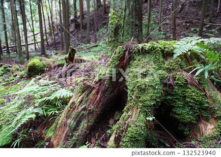 Mossy scenery of the trees in the grounds of Enryakuji Temple on Mount Hiei 132523940