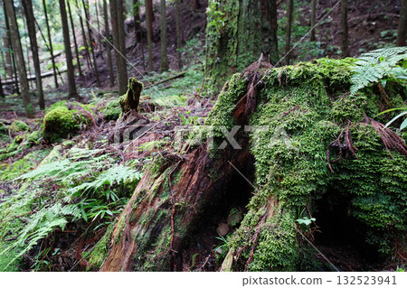 比叡山延歷寺院內樹木長滿青苔，景色宜人。 132523941