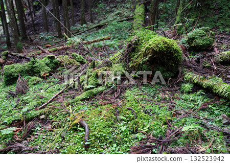 比叡山延歷寺院內樹木長滿青苔，景色宜人。 132523942