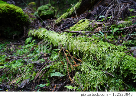 比叡山延歷寺院內樹木長滿青苔，景色宜人。 132523943