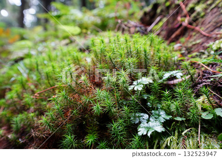 Moss-covered ground in the grounds of Enryakuji Temple on Mount Hiei 132523947