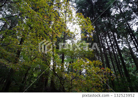 The grove in the grounds of Enryakuji Temple on Mount Hiei 132523952