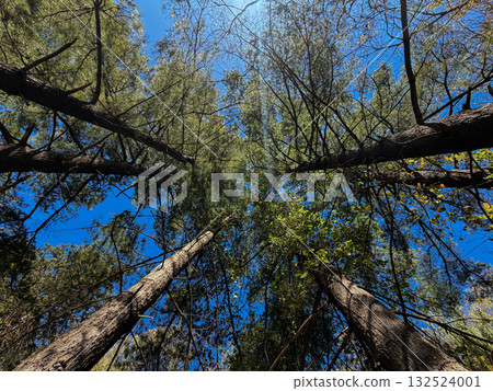 autumn, forest, tree 132524001