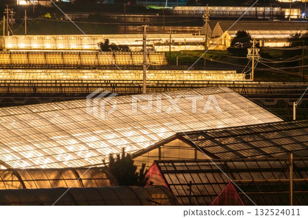 Aichi Prefecture: Illuminated chrysanthemums and a glowing greenhouse at night 132524011