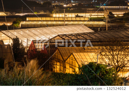 Aichi Prefecture: Illuminated chrysanthemums and a glowing greenhouse at night 132524012