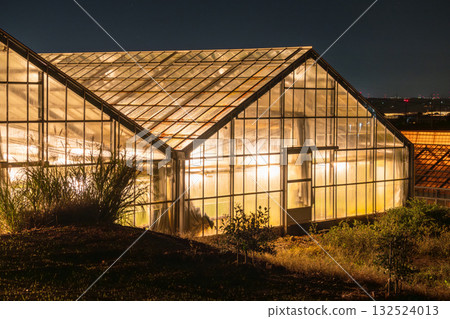 愛知縣：夜晚燈光照耀下的菊花和閃閃發光的溫室 132524013