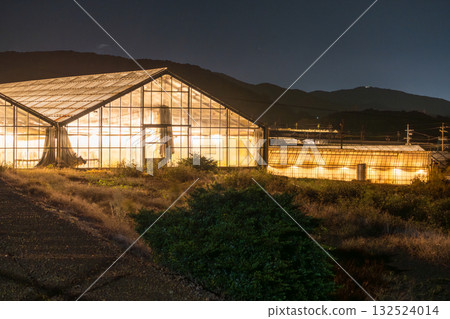 愛知縣：夜晚燈光照耀下的菊花和閃閃發光的溫室 132524014