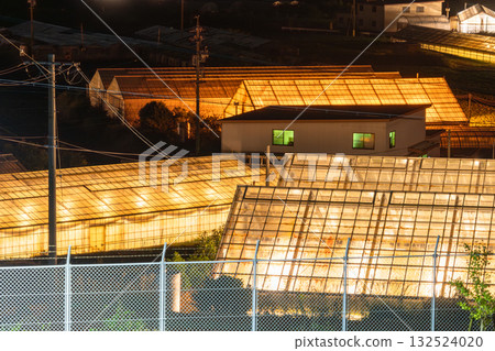 Aichi Prefecture: Illuminated chrysanthemums and a glowing greenhouse at night 132524020