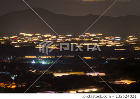 愛知縣:夜晚燈光照耀下的菊花和閃閃發光的溫室 愛知縣:夜晚燈光照耀下的菊花和閃閃發光的溫室 132524021