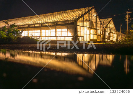 Aichi Prefecture: Illuminated chrysanthemums and a glowing greenhouse at night Aichi Prefecture: Illuminated chrysanthemums and a glowing greenhouse at night 132524066