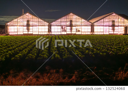 Aichi Prefecture: Illuminated chrysanthemums and a glowing greenhouse at night Aichi Prefecture: Illuminated chrysanthemums and a glowing greenhouse at night 132524068