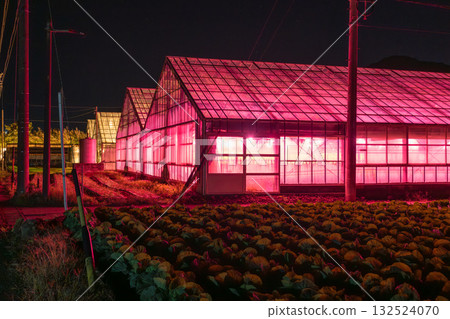 愛知縣：夜晚燈光照耀下的菊花和閃閃發光的溫室 132524070