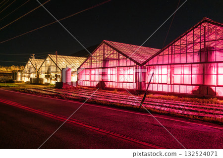 Aichi Prefecture: Illuminated chrysanthemums and a glowing greenhouse at night Aichi Prefecture: Illuminated chrysanthemums and a glowing greenhouse at night 132524071