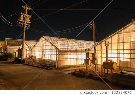 愛知縣:夜晚燈光照耀下的菊花和閃閃發光的溫室 愛知縣:夜晚燈光照耀下的菊花和閃閃發光的溫室 132524075