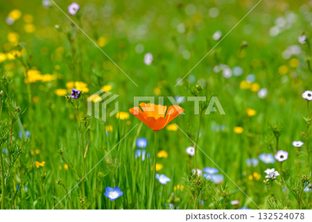 春日田野裡，一朵罌粟花盛開。 132524078