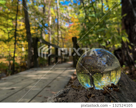 ball, forest, autumn 132524105