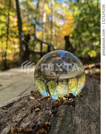 glass, ball, forest 132524106
