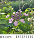 Purple and Pink Flowers 132524145