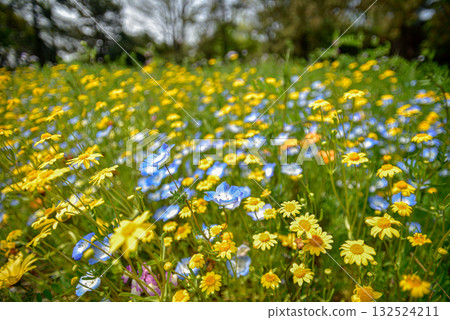 花壇與春天的花朵 132524211